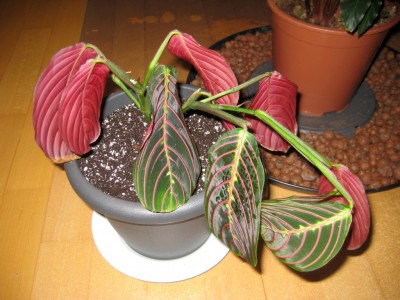 مارانتا فاسینتاتور